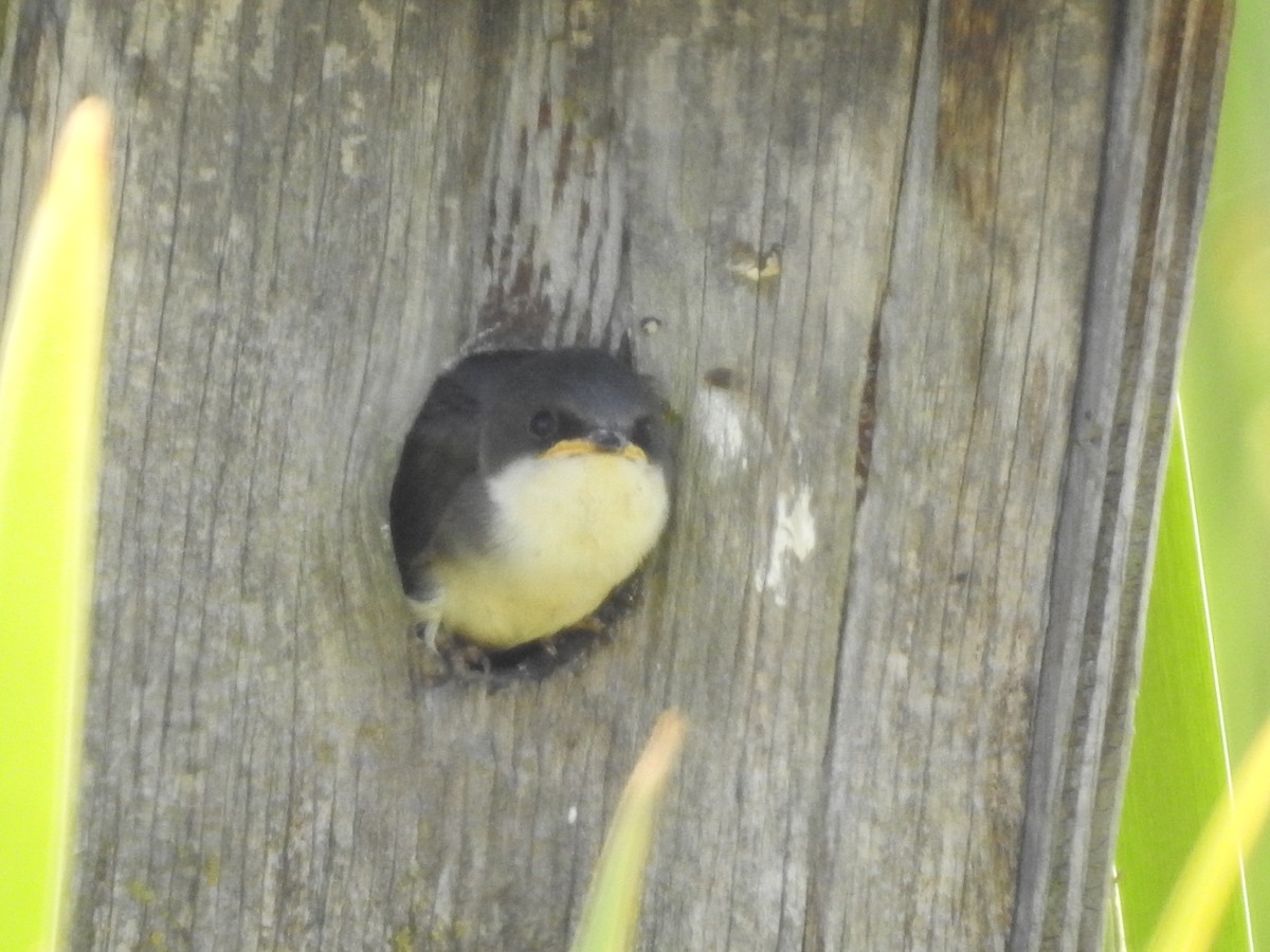 Tree Swallow - ML620586679