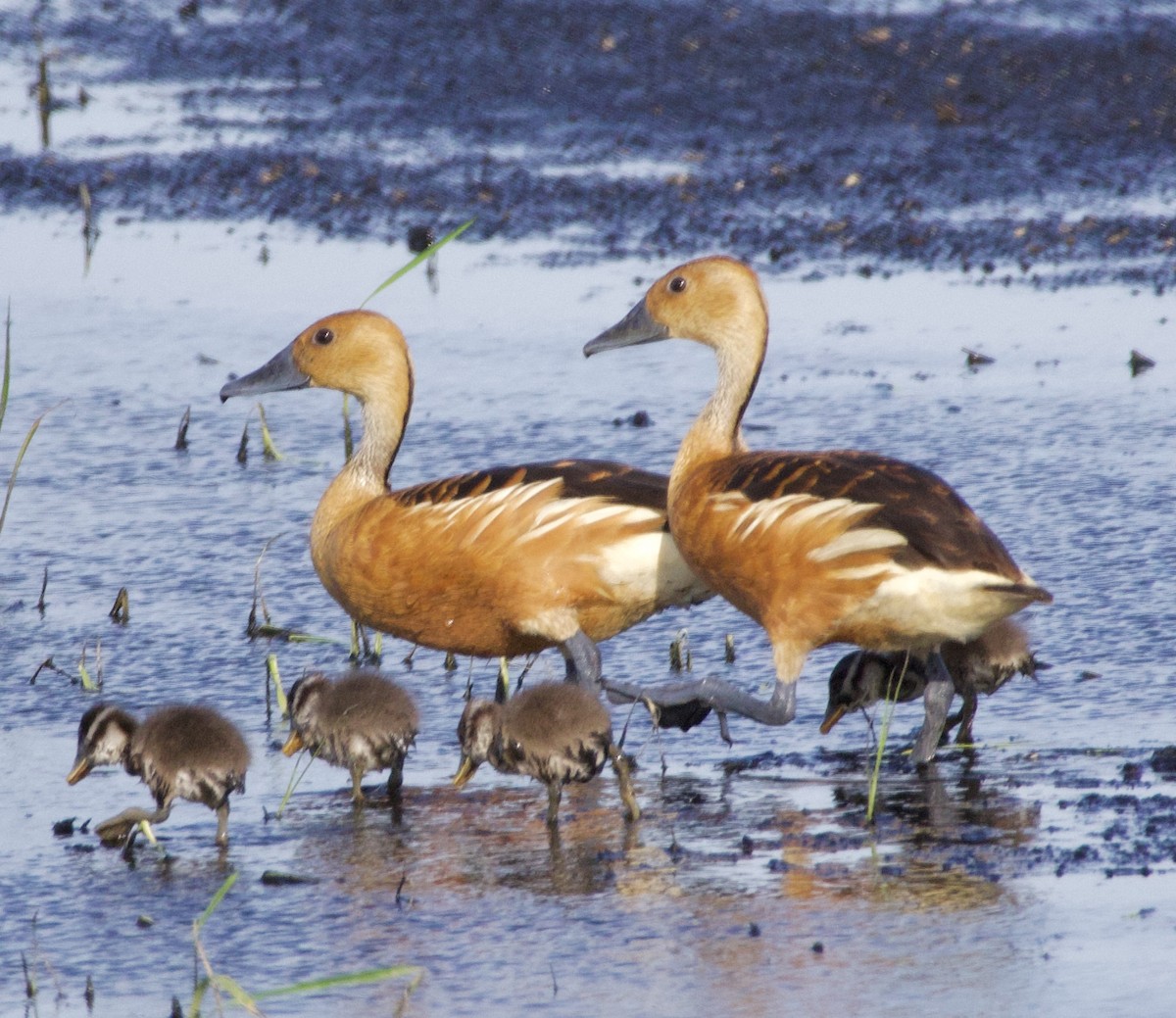 Fulvous Whistling-Duck - ML620586680