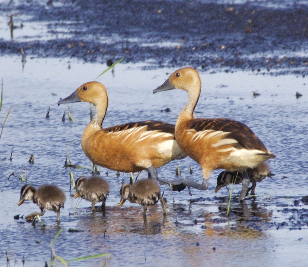 Fulvous Whistling-Duck - Justin Swain