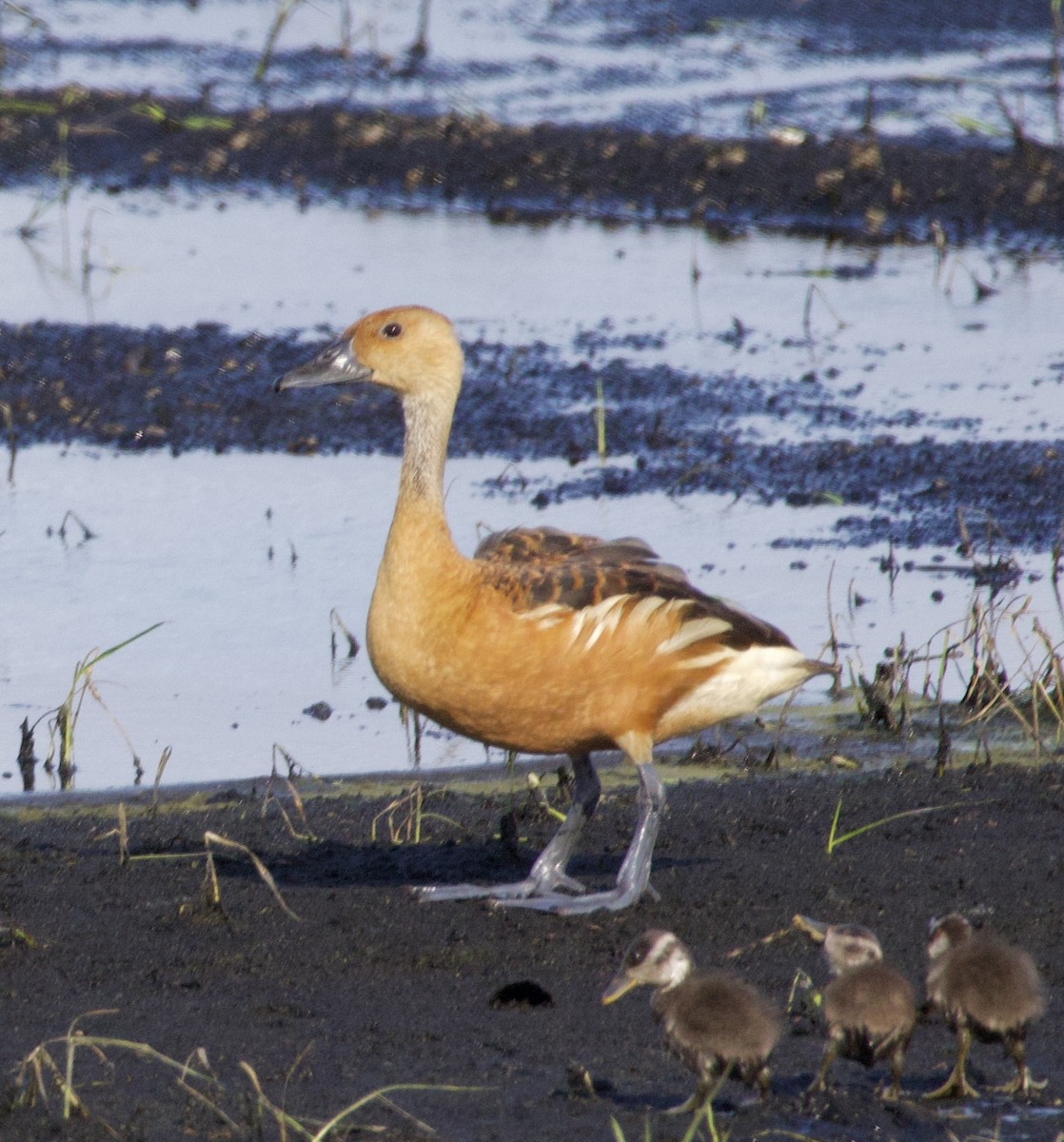 Fulvous Whistling-Duck - ML620586681