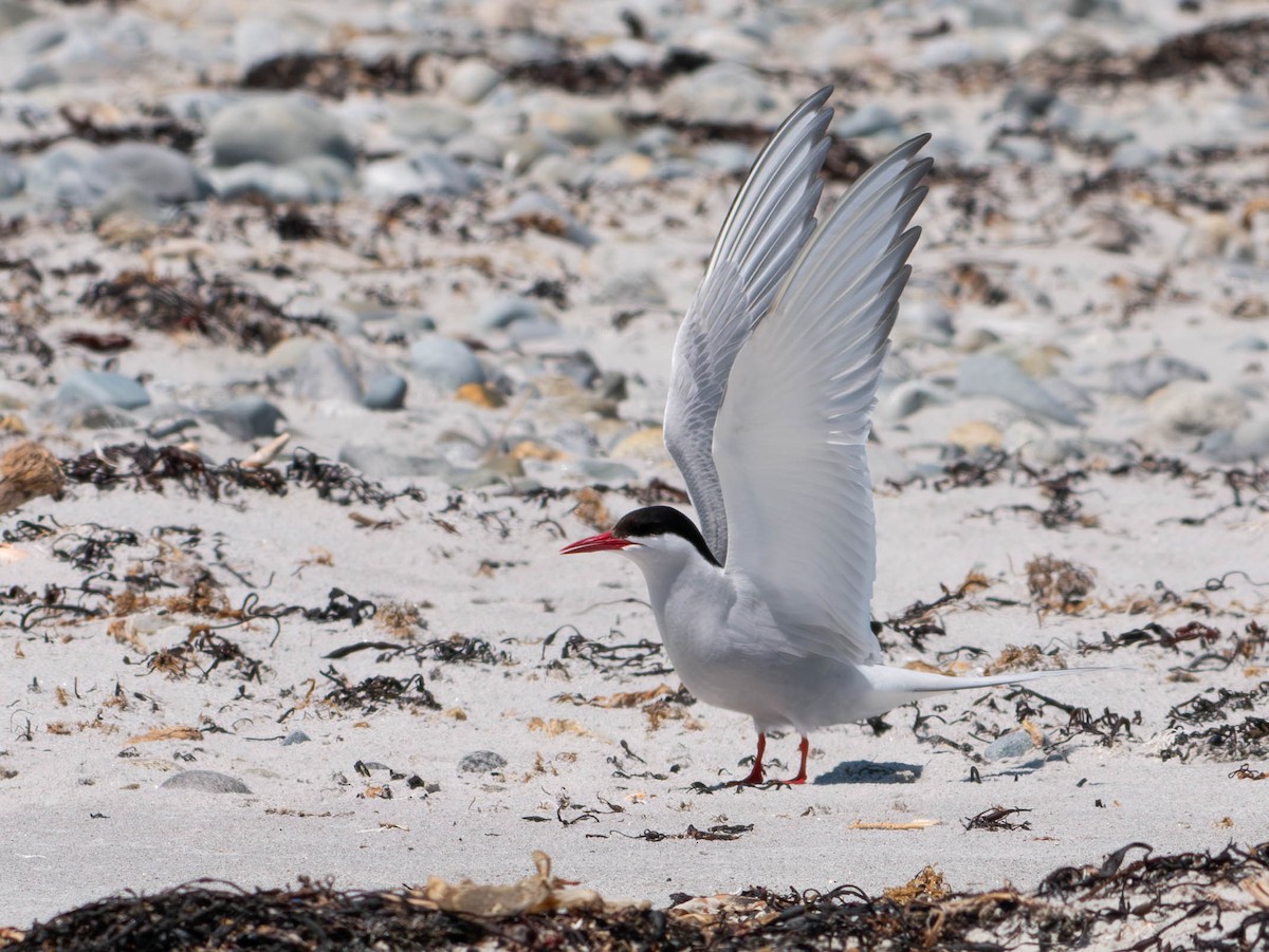 Arctic Tern - Natalie Barkhouse-Bishop