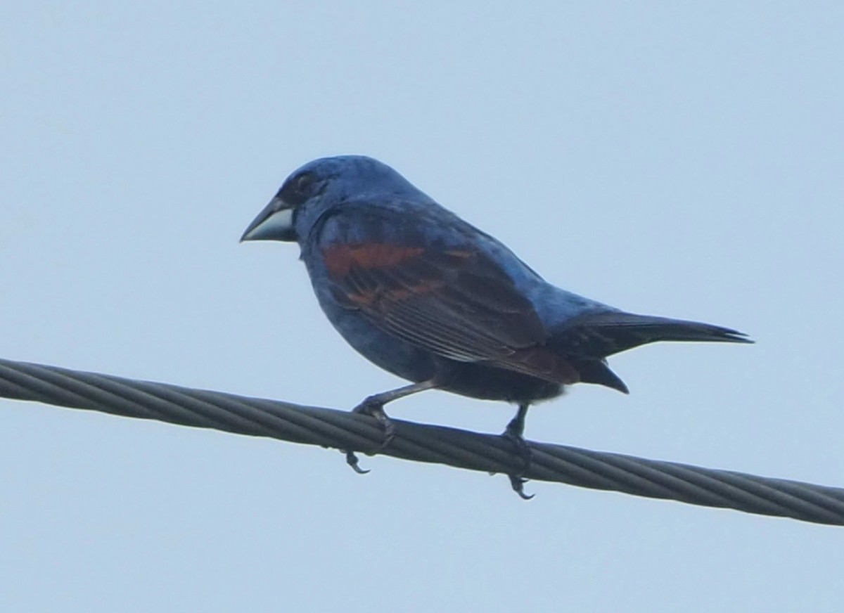 Guiraca bleu - ML620586688