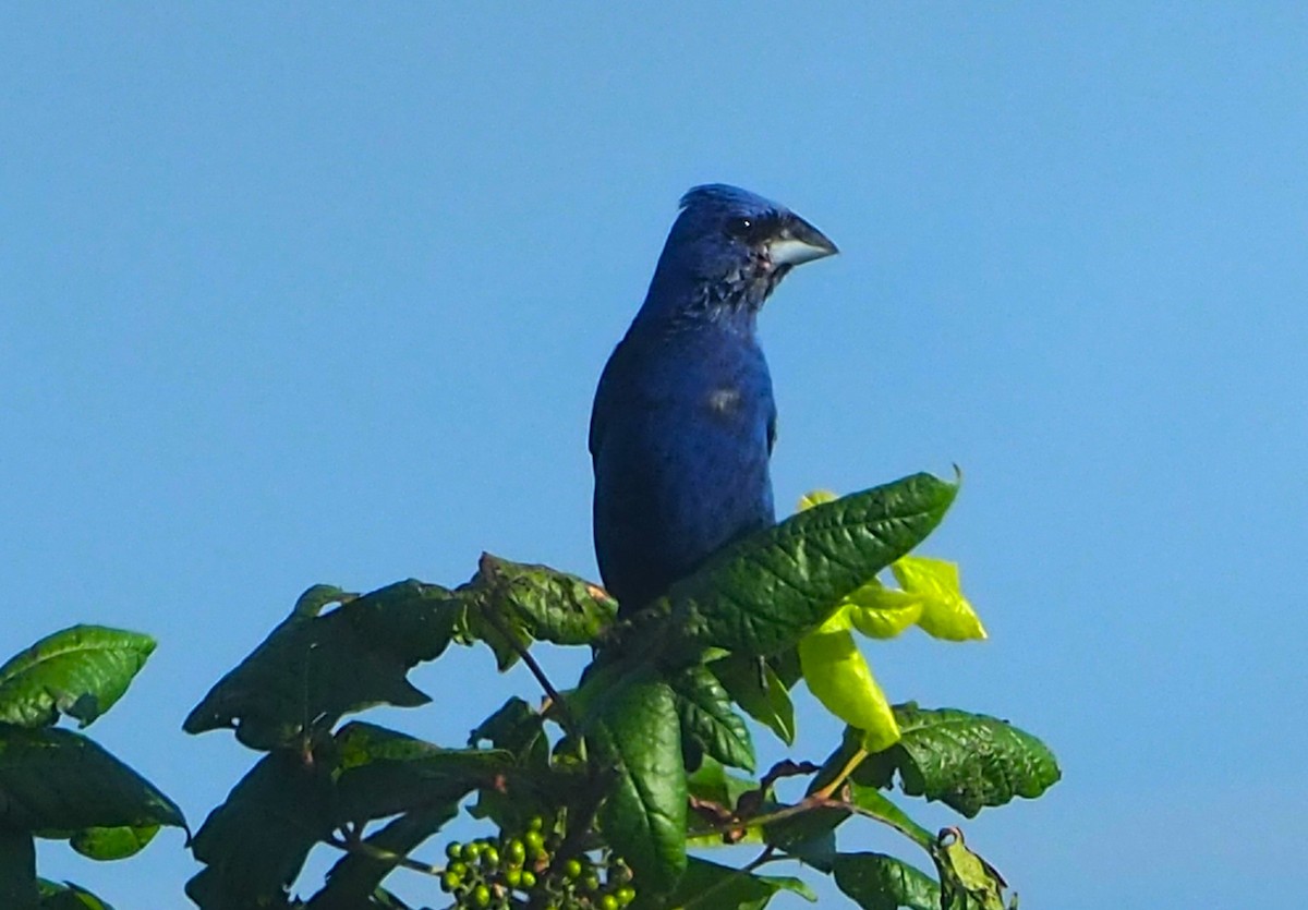 Blue Grosbeak - Jeff Blair