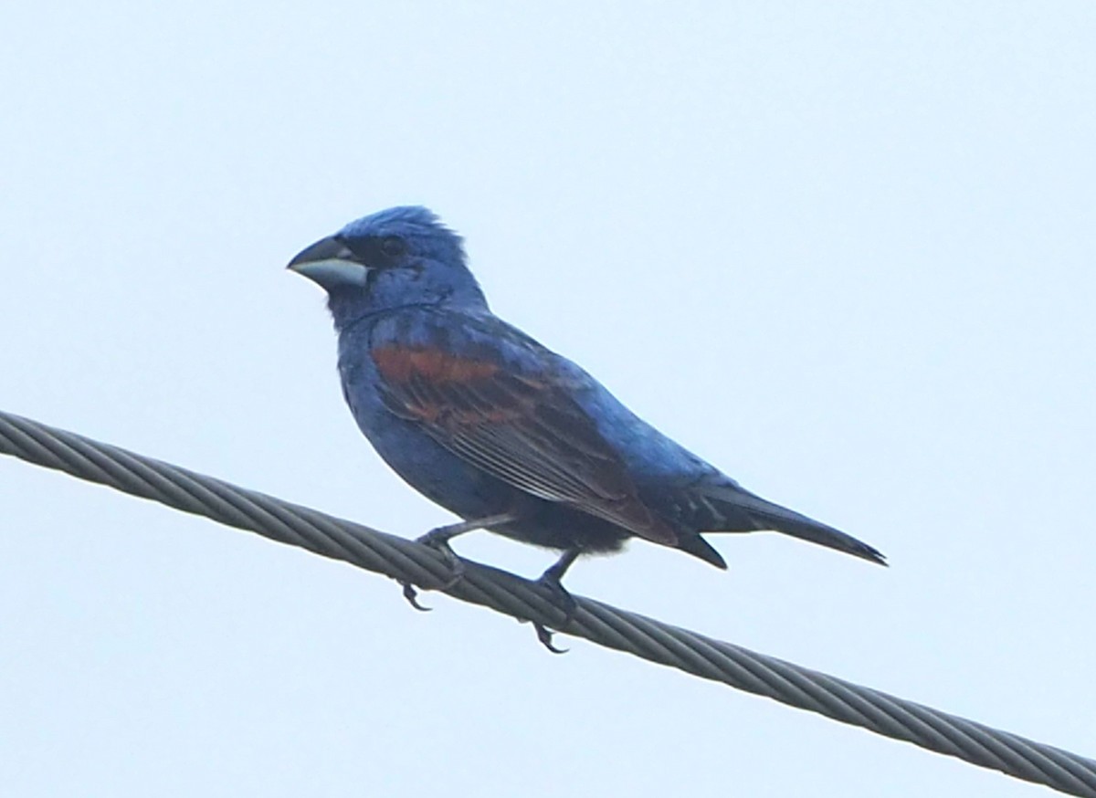 Blue Grosbeak - Jeff Blair