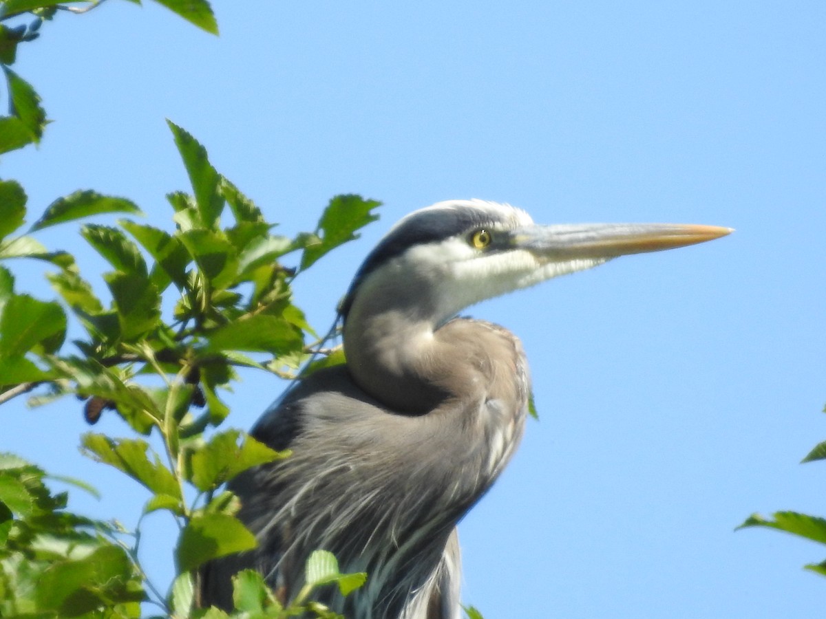 Garza Azulada - ML620586694