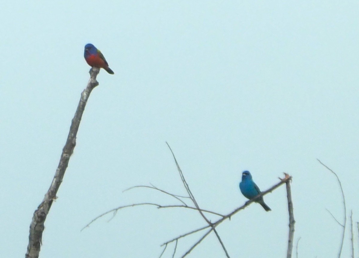 Indigo Bunting - ML620586698