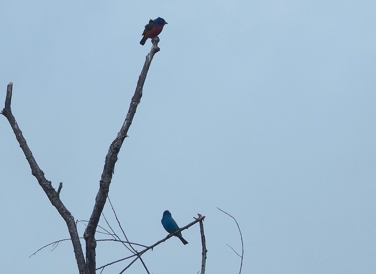 Indigo Bunting - ML620586699