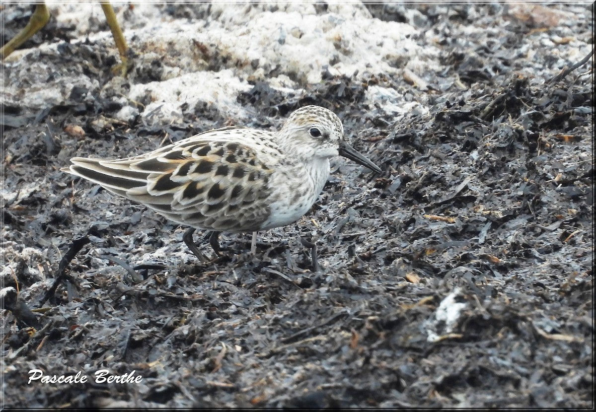 Semipalmated Sandpiper - ML620586703