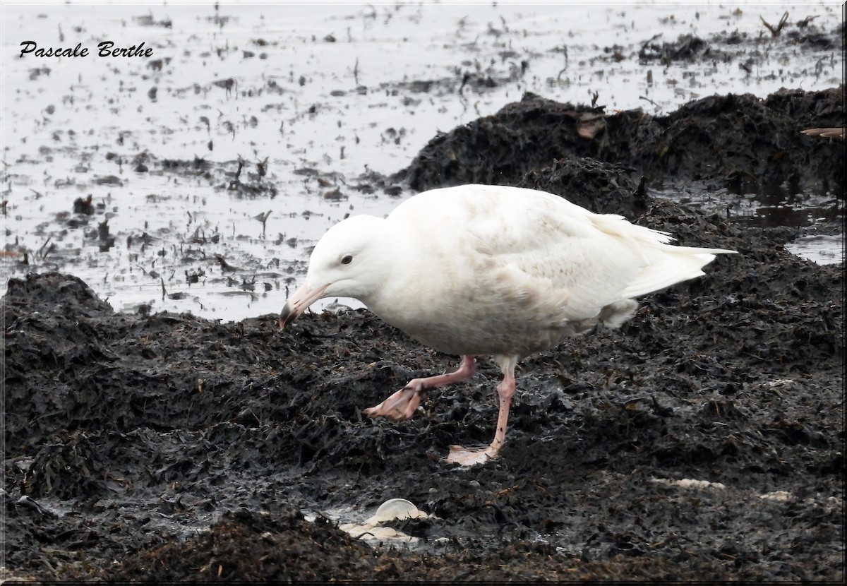 Glaucous Gull - ML620586711