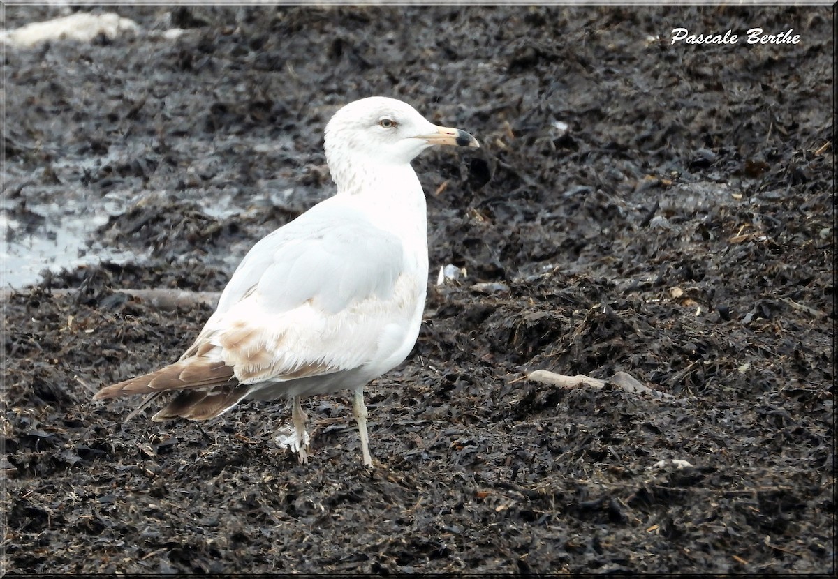 Iceland Gull - ML620586718