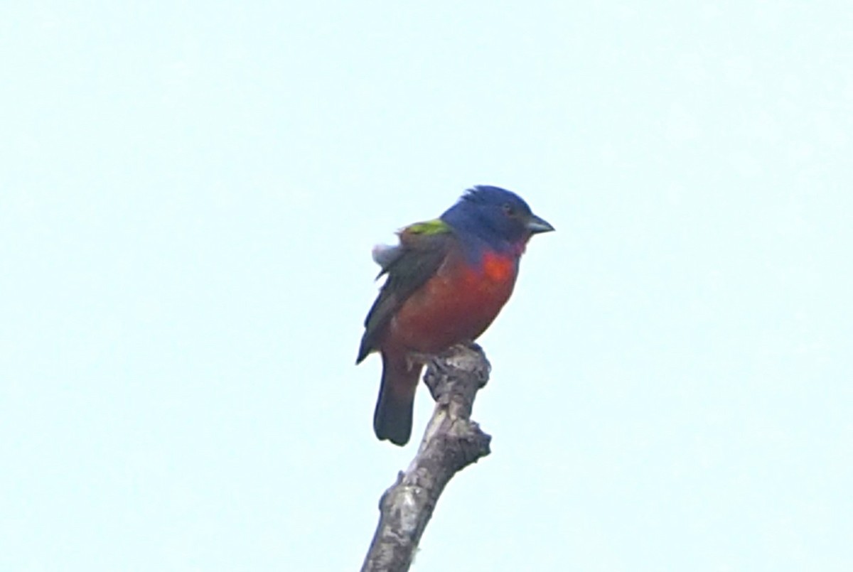 Painted Bunting - ML620586720