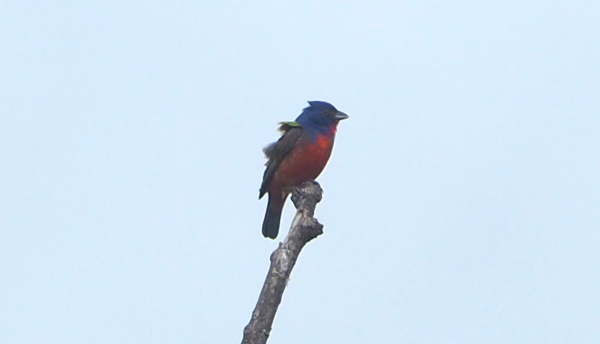 Painted Bunting - Jeff Blair