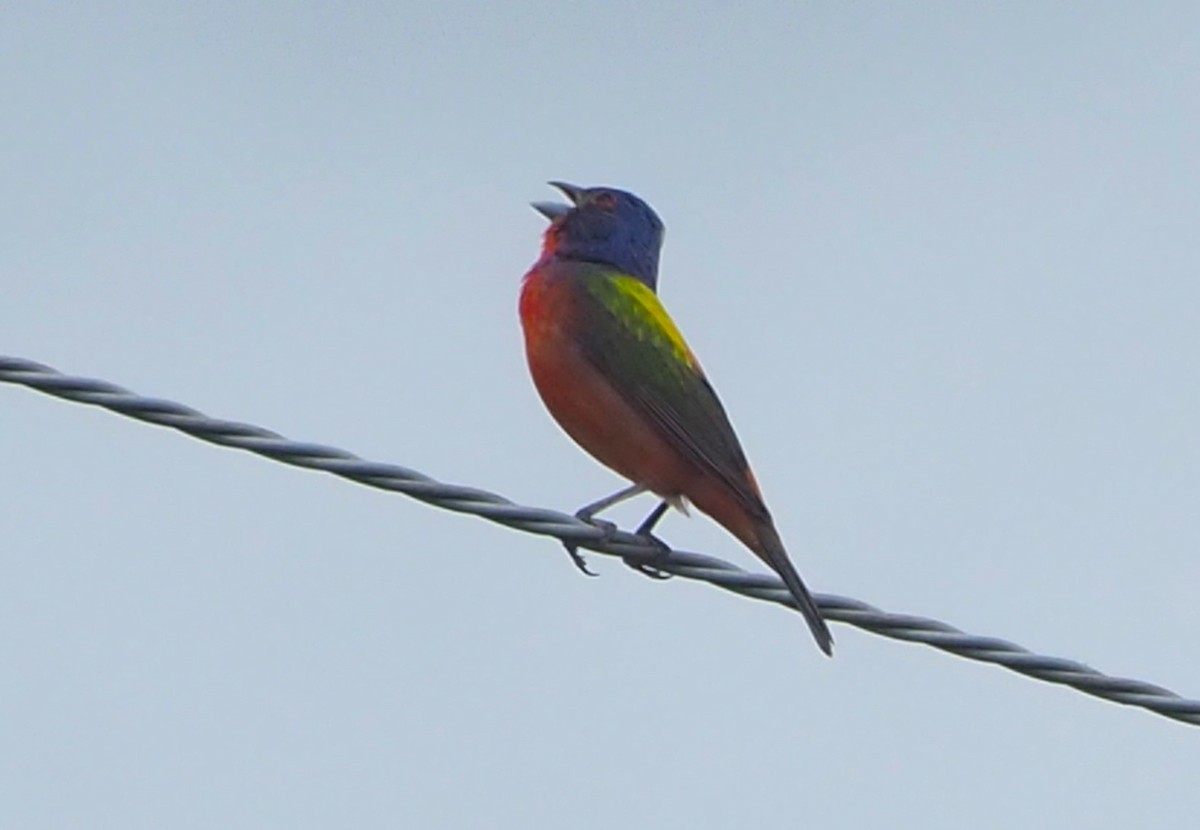 Painted Bunting - ML620586722