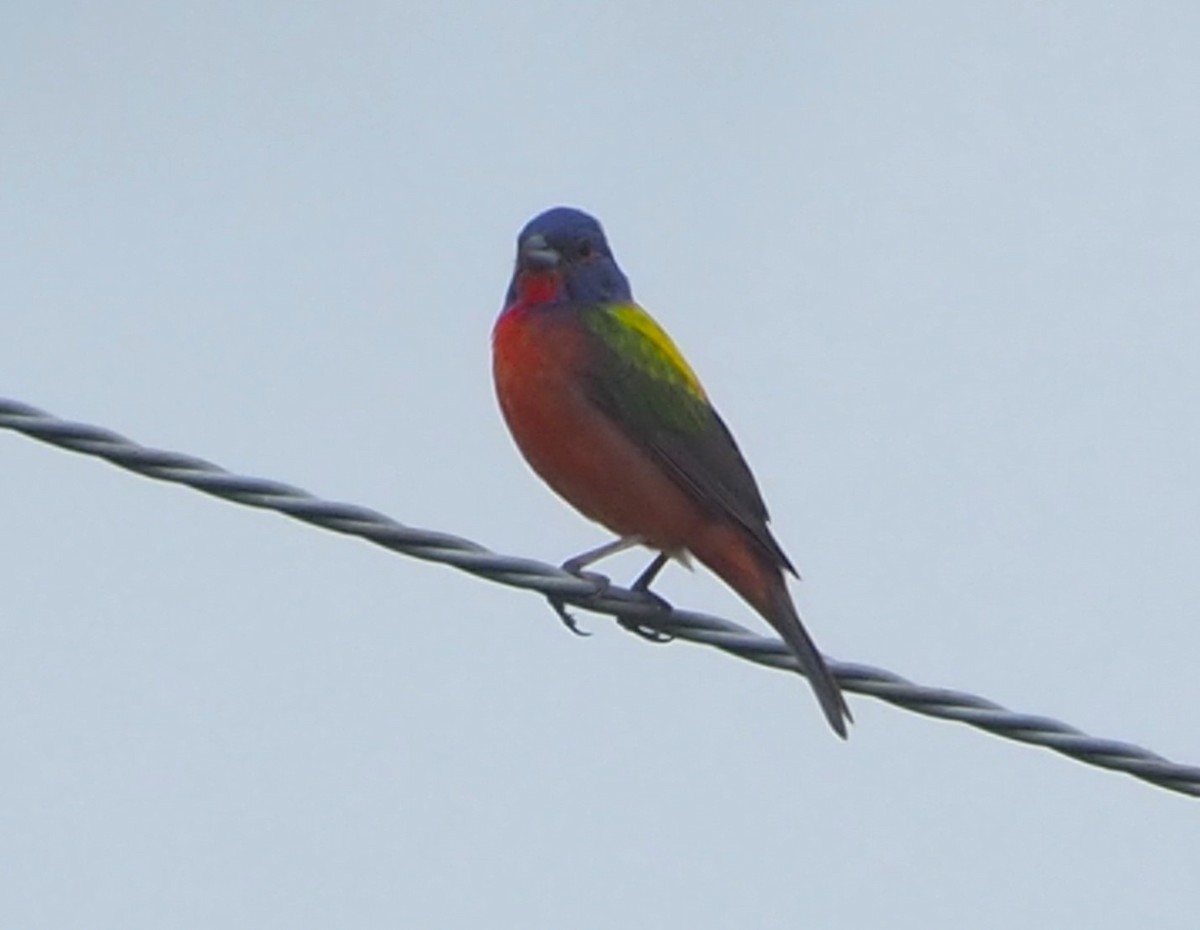Painted Bunting - ML620586723