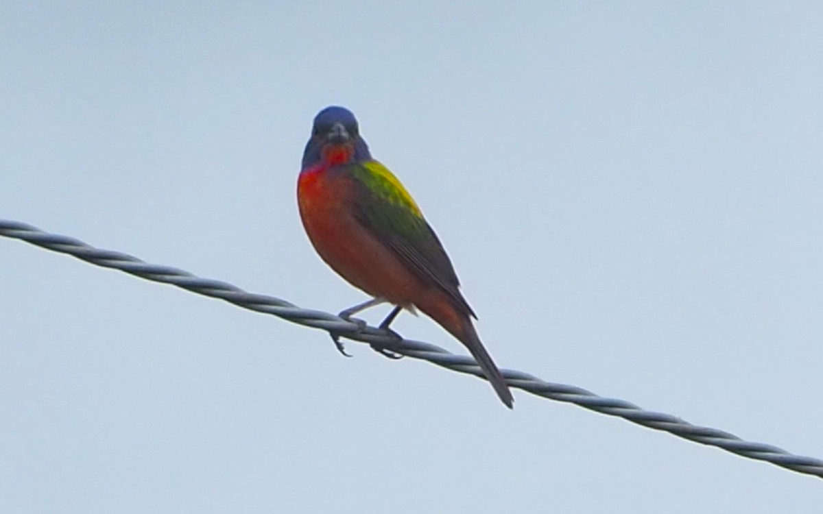 Painted Bunting - ML620586724
