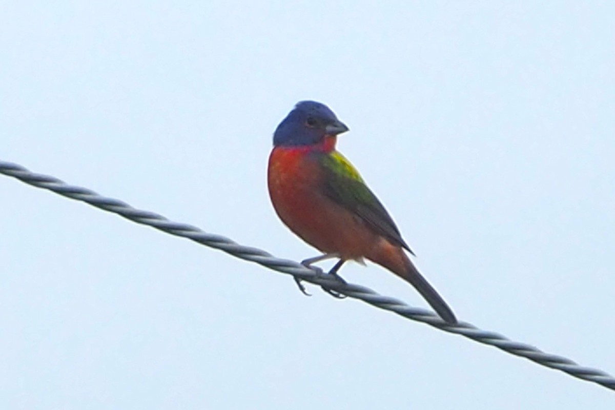 Painted Bunting - ML620586725