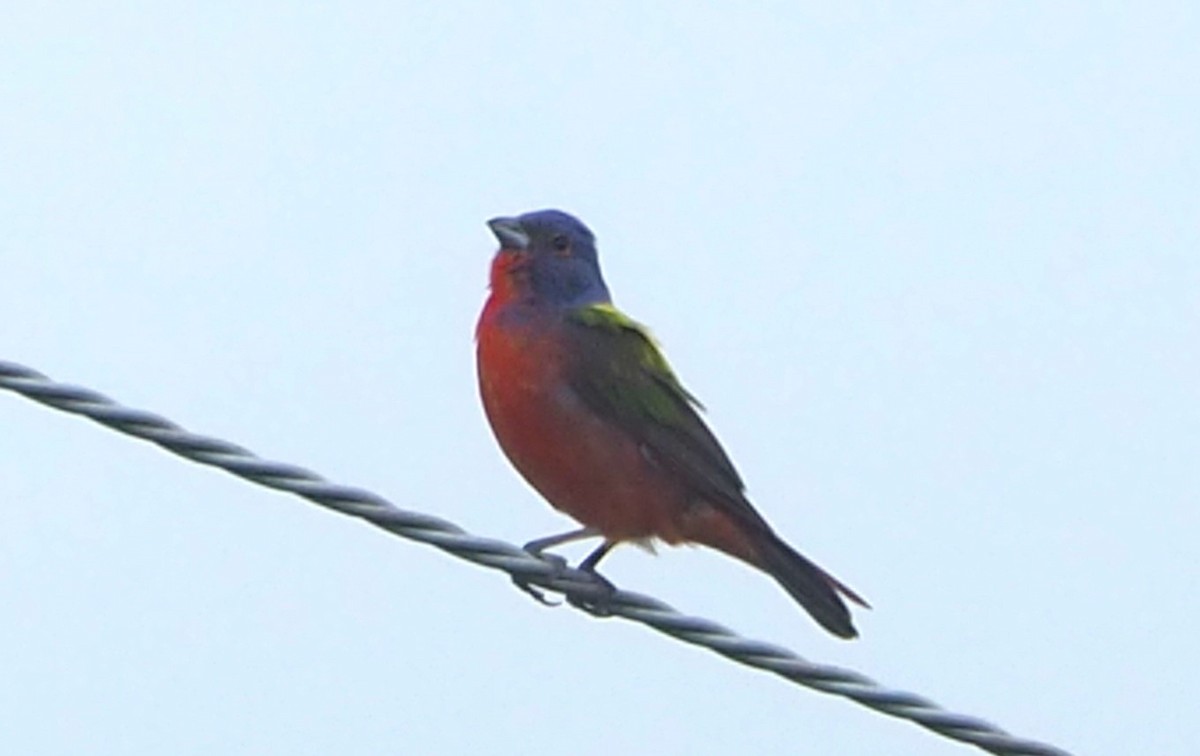 Painted Bunting - ML620586726