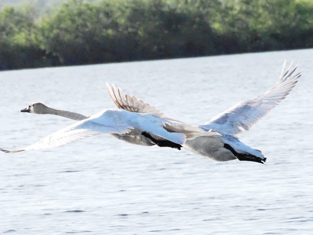 Trumpeter Swan - Jonine Dewitte