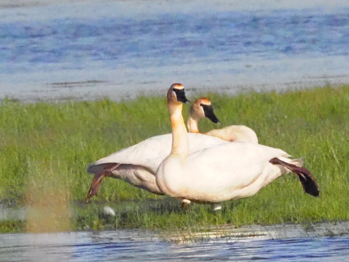 Trumpeter Swan - ML620586728