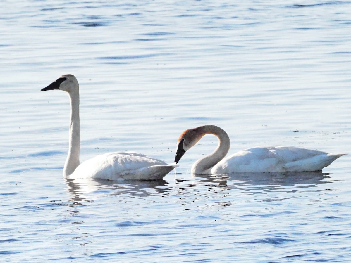 Trumpeter Swan - ML620586729