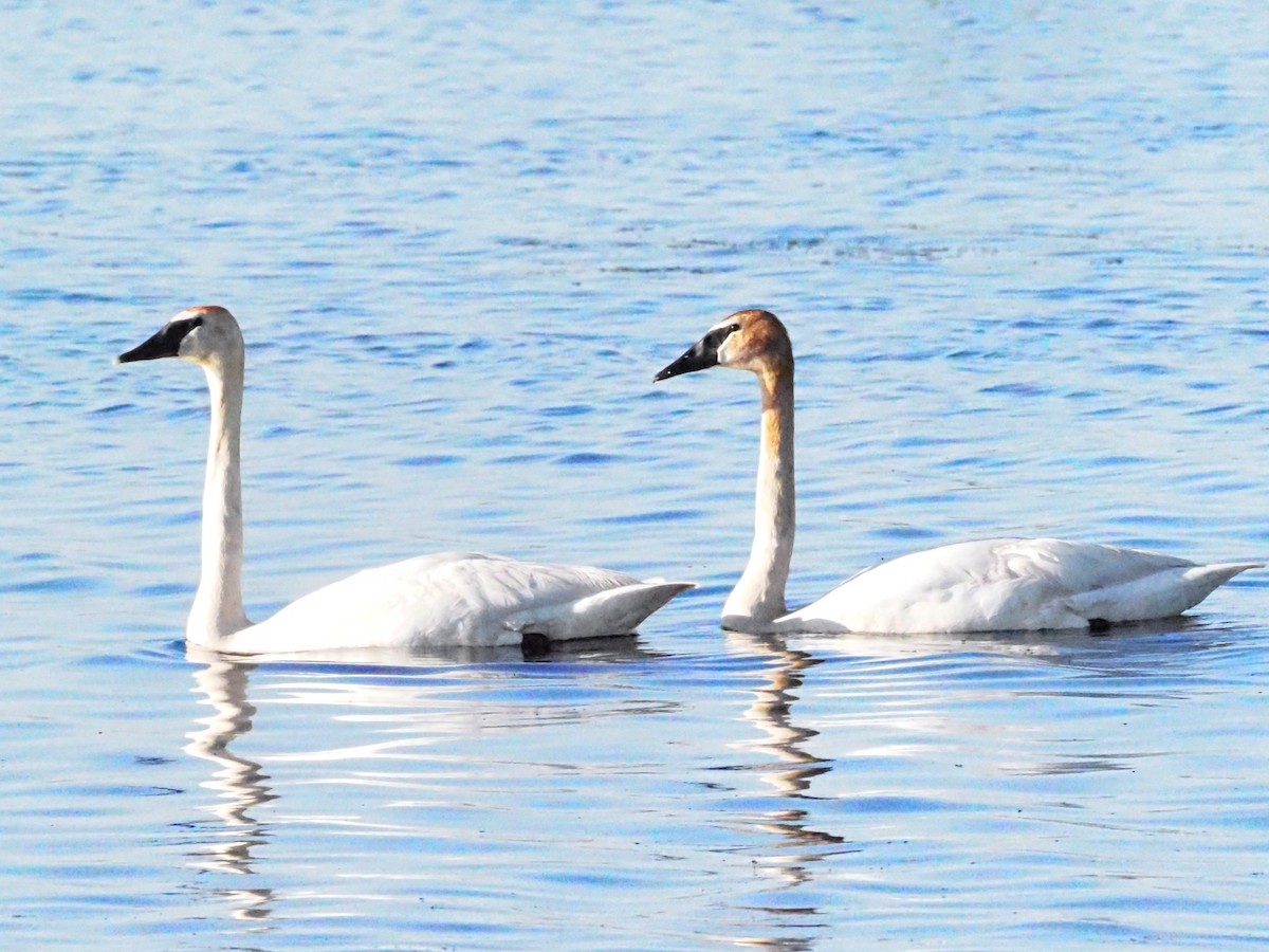 Trumpeter Swan - ML620586730