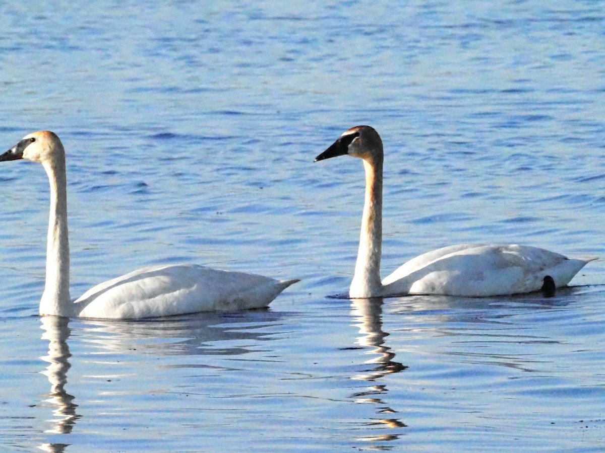 Trumpeter Swan - ML620586731