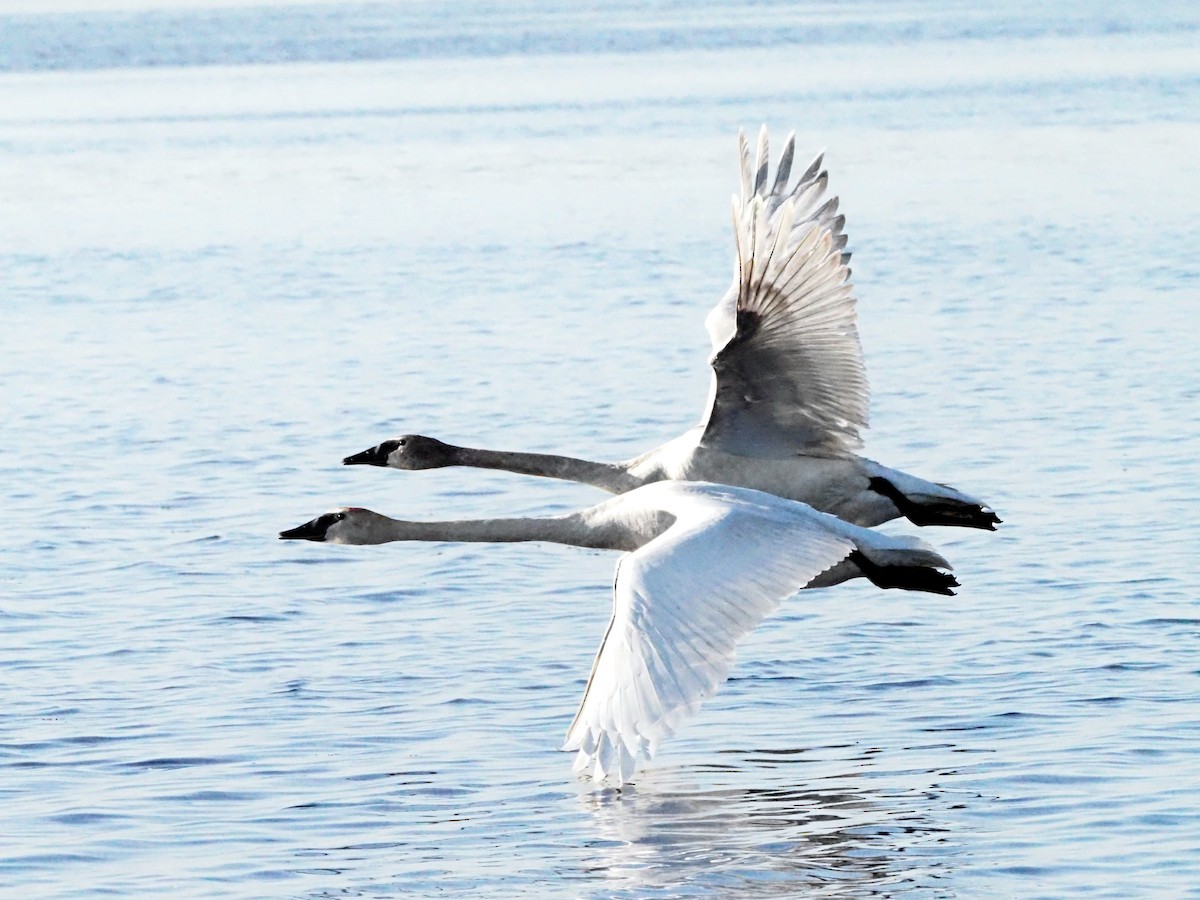 Trumpeter Swan - ML620586732