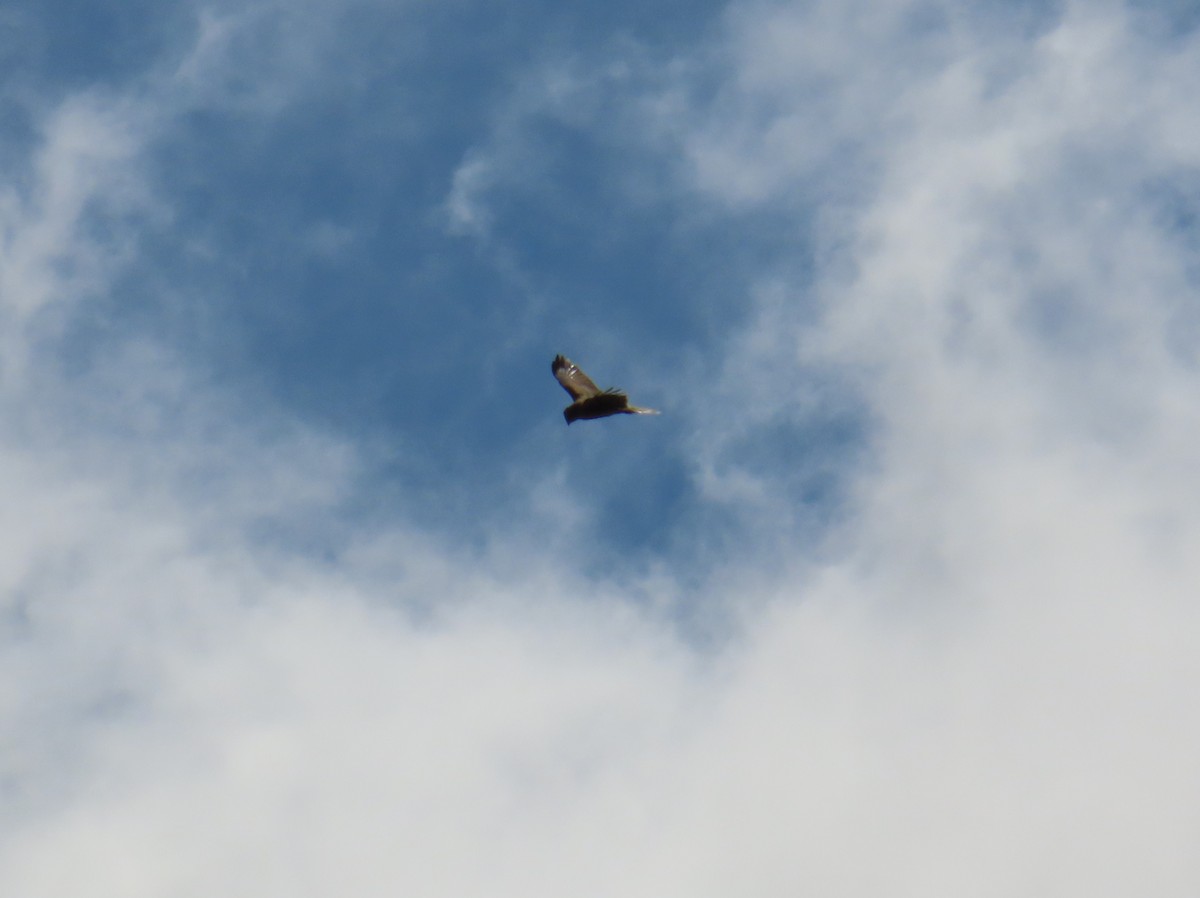 Northern Harrier - ML620586734