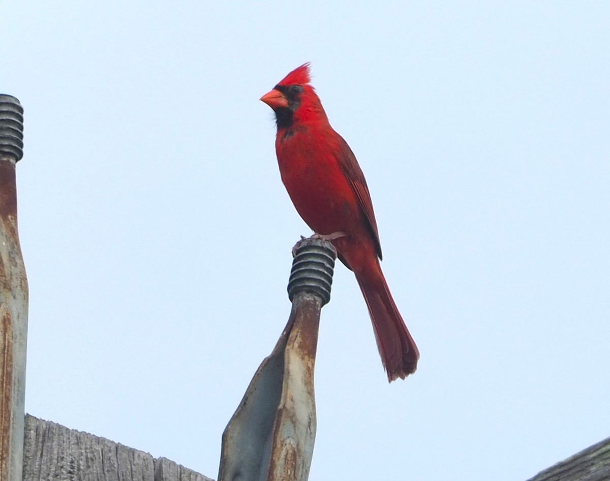 Cardinal rouge - ML620586738