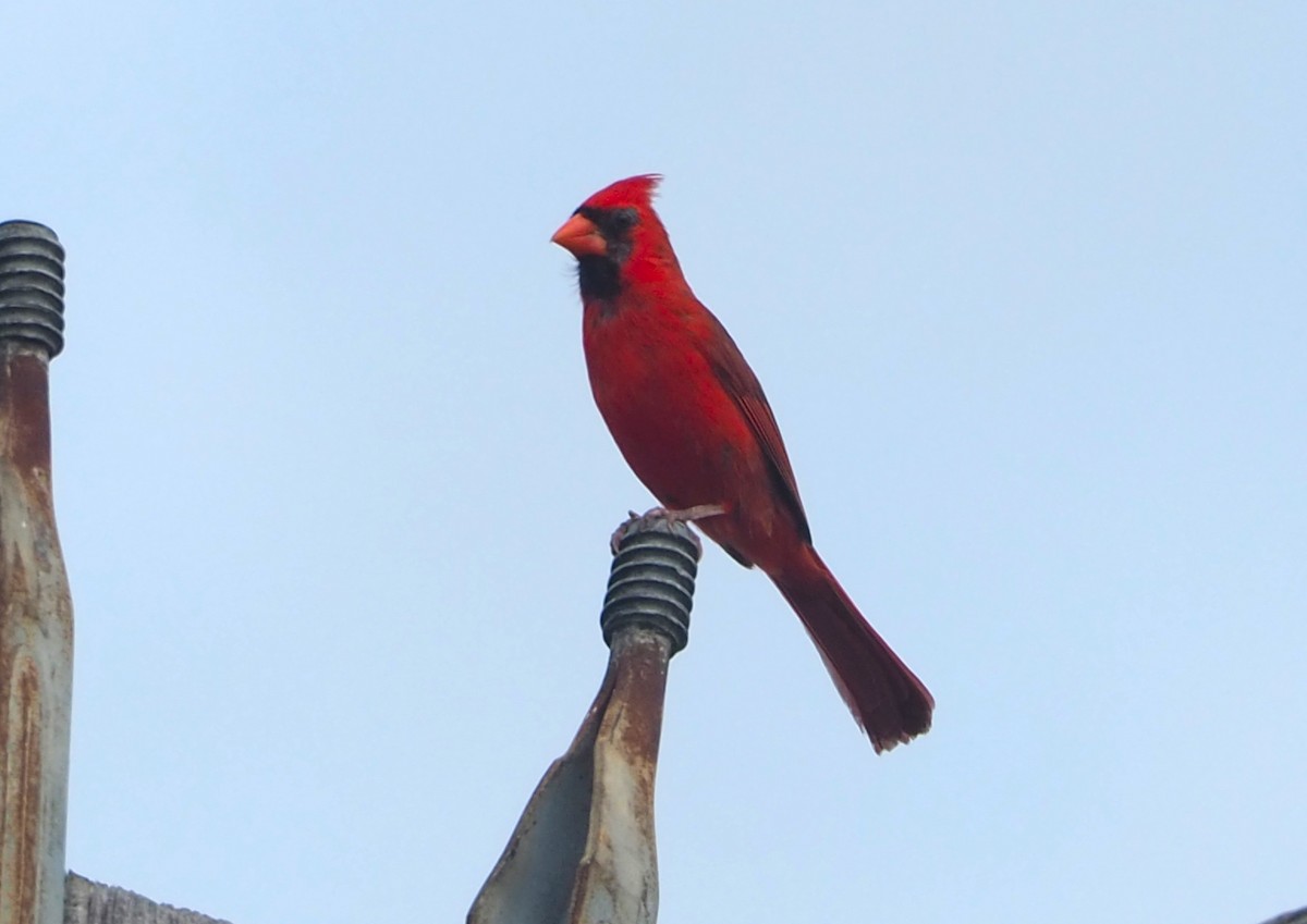 Cardinal rouge - ML620586739