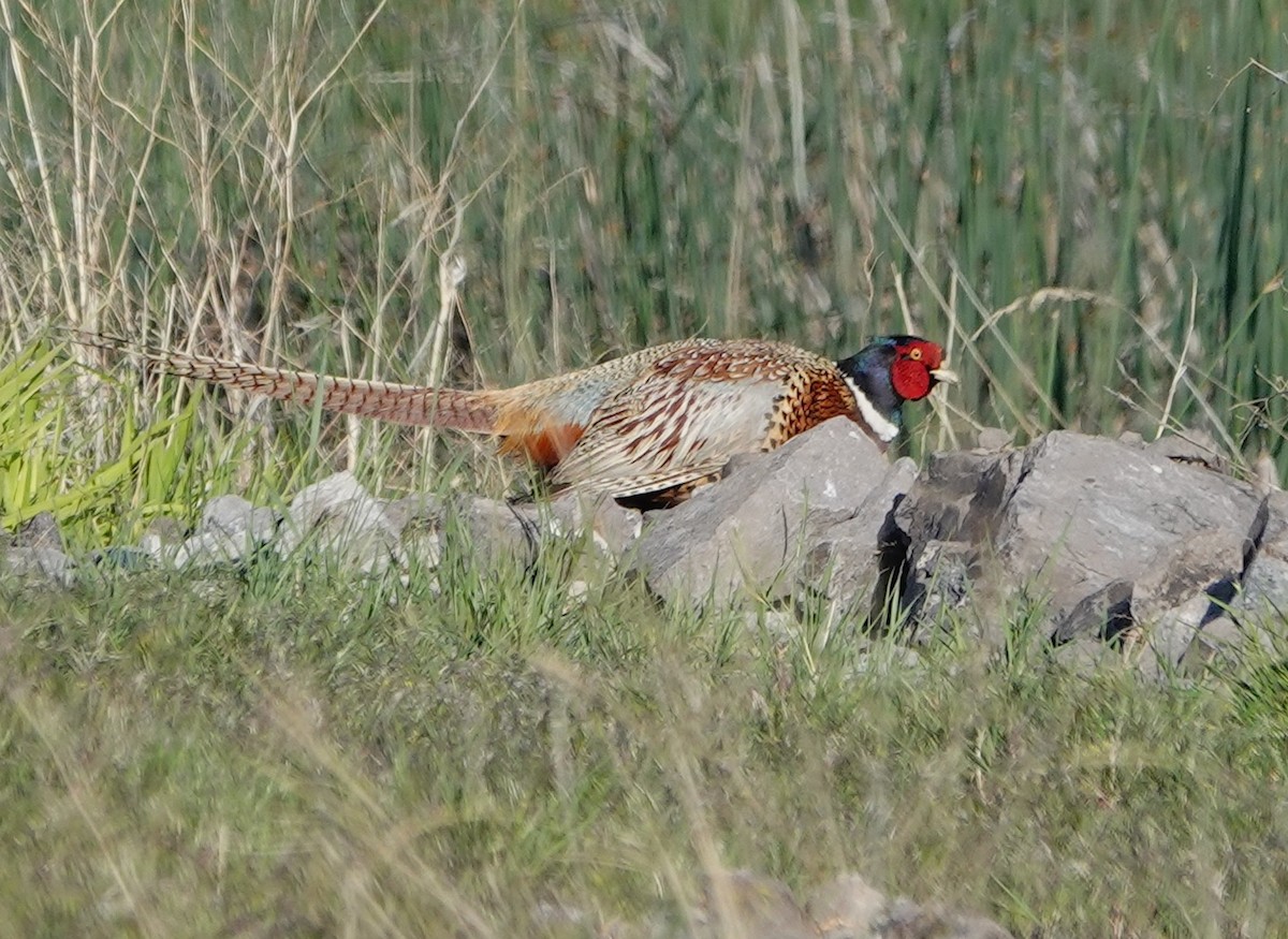 Ring-necked Pheasant - ML620586747