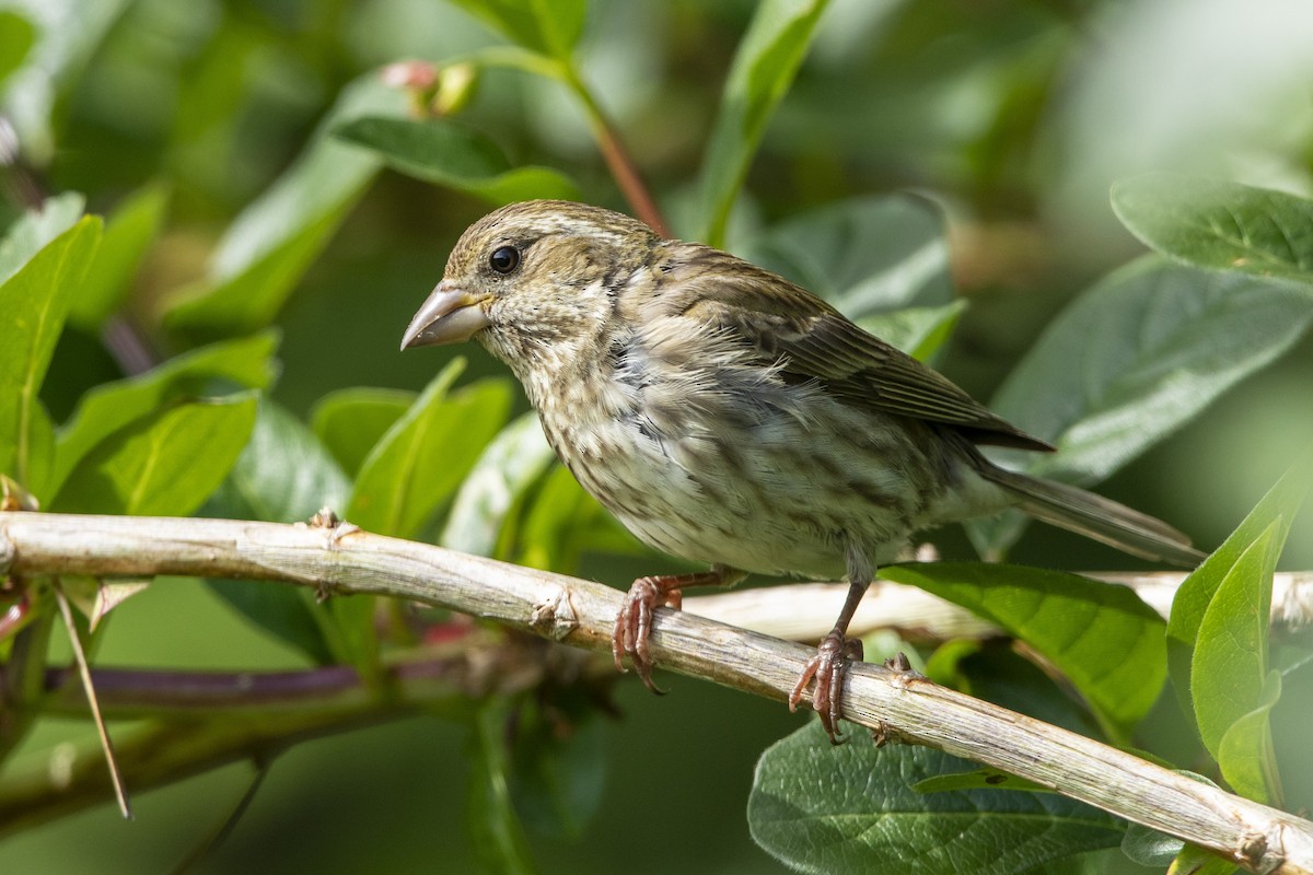 Purple Finch - ML620586753