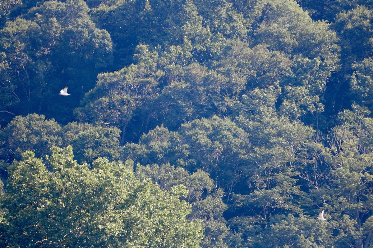 Caspian Tern - ML620586755