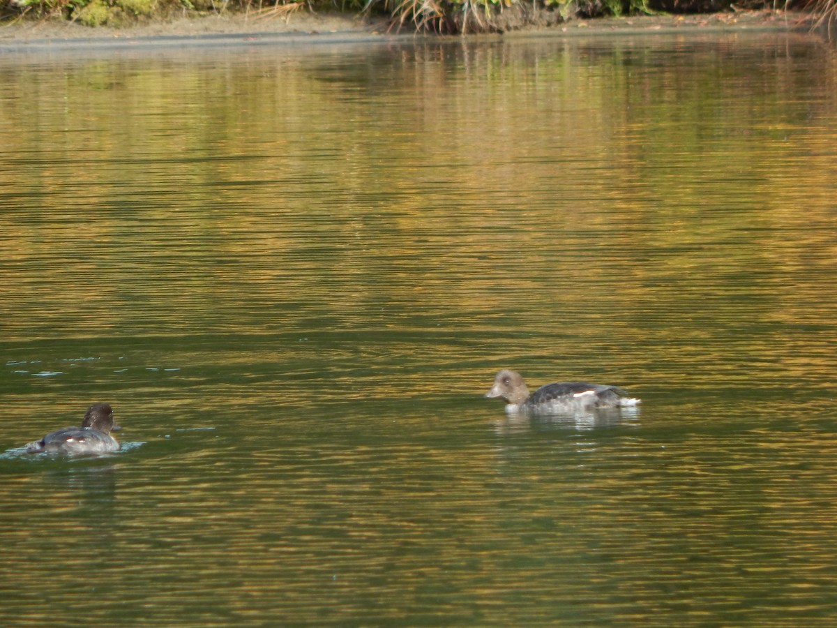 Common Goldeneye - ML620586760