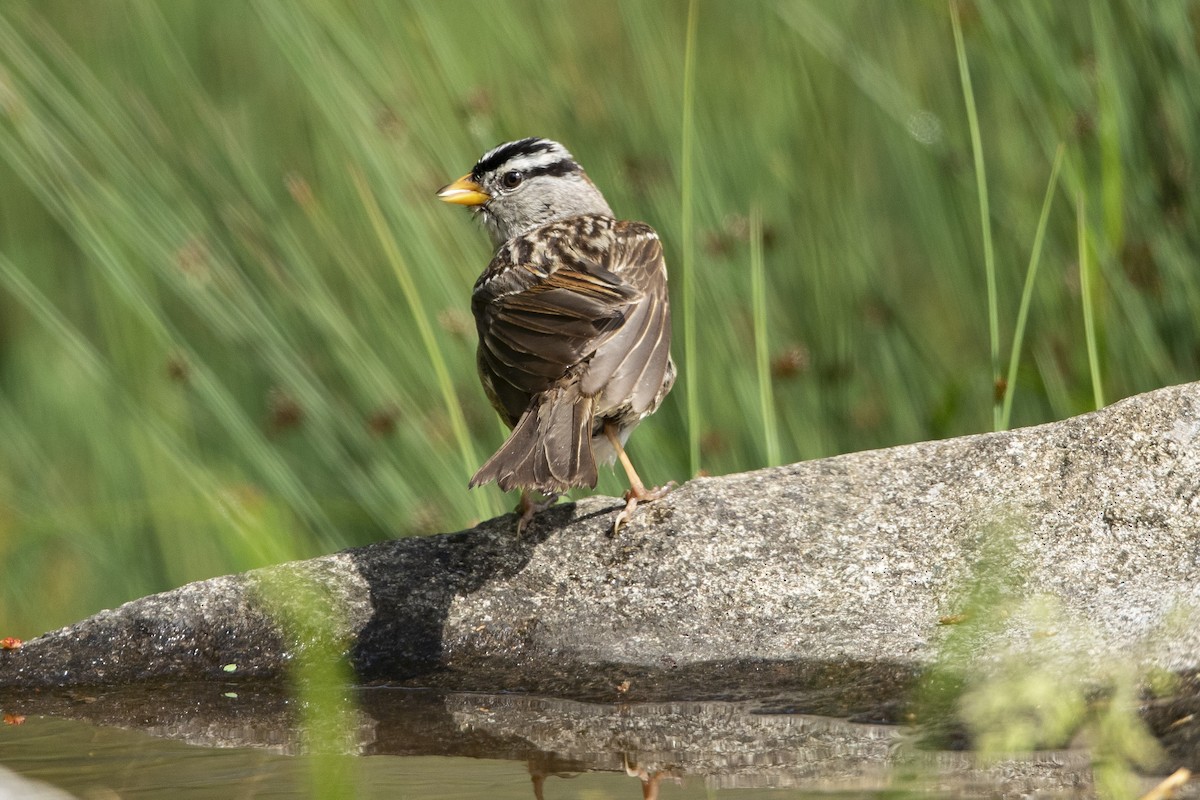 White-crowned Sparrow - ML620586765