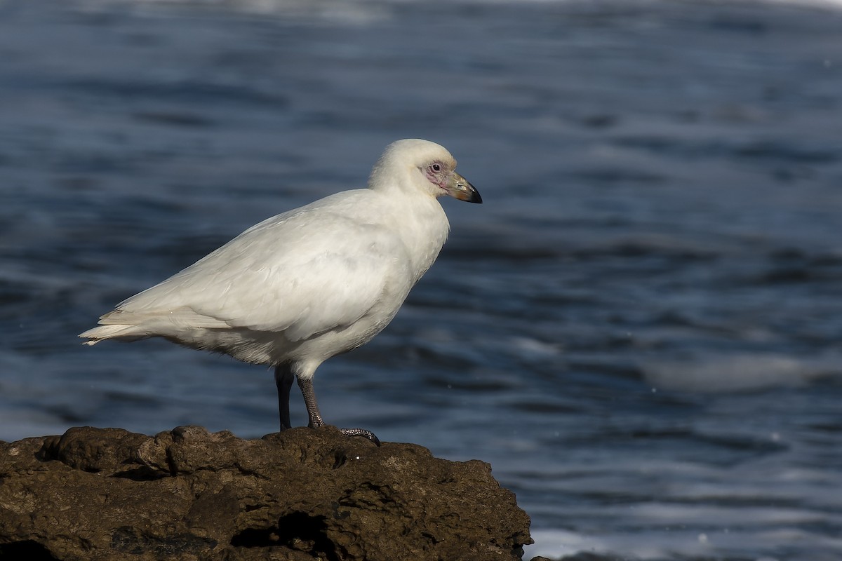 Picovaina de las Malvinas - ML620586767