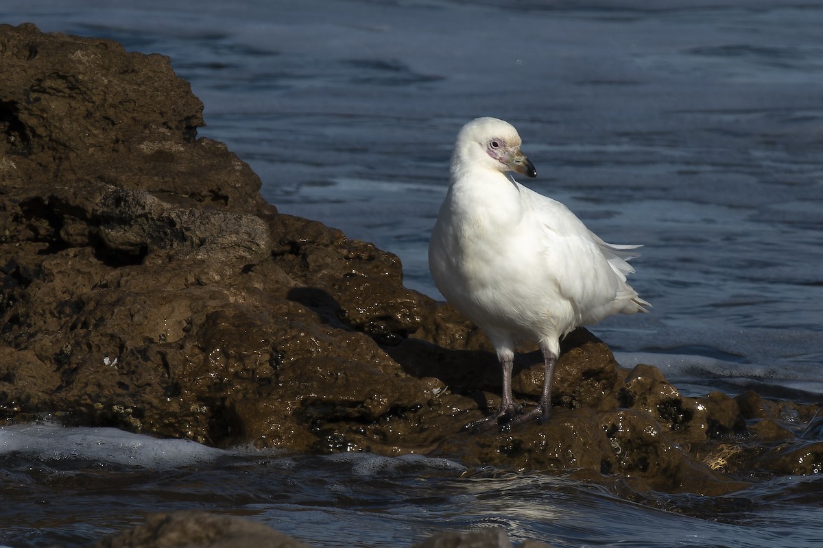 Snowy Sheathbill - ML620586768