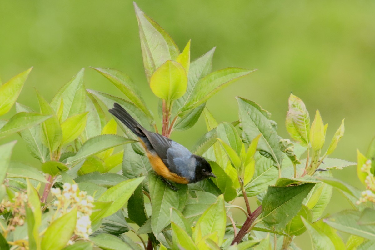 Blue-backed Conebill - ML620586770