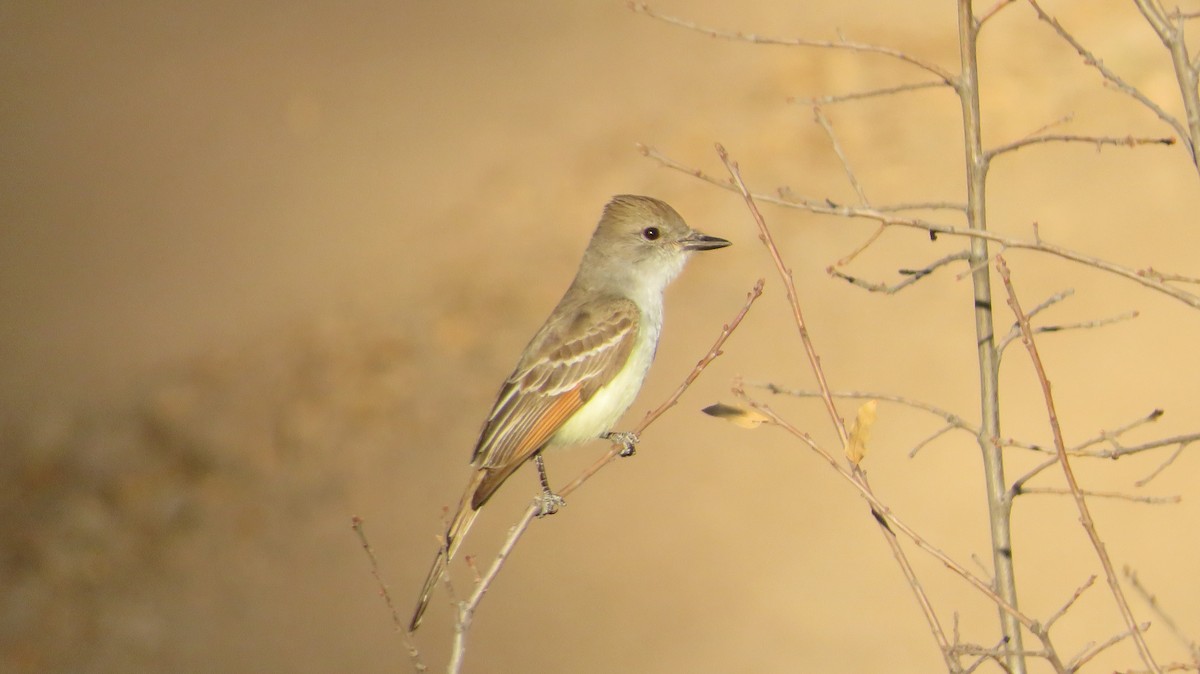 Ash-throated Flycatcher - ML620586772