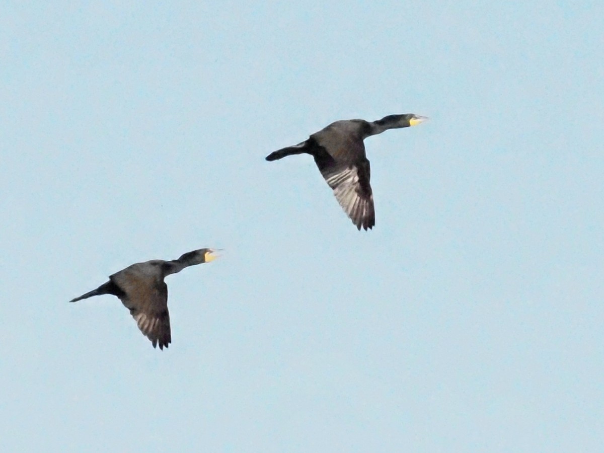 Double-crested Cormorant - ML620586773