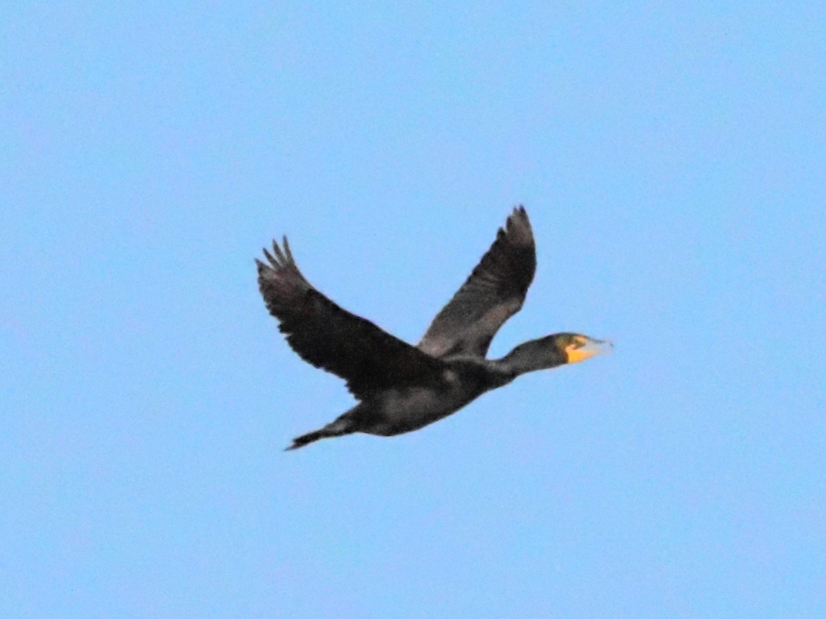 Double-crested Cormorant - ML620586775