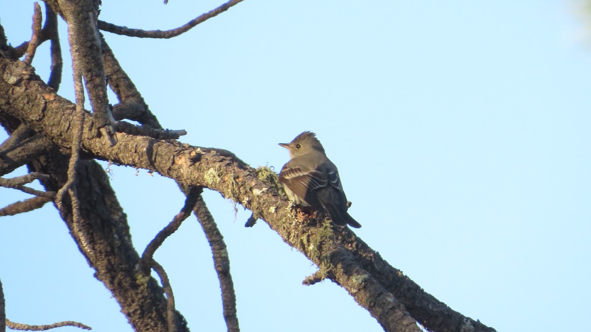 Western Wood-Pewee - ML620586778