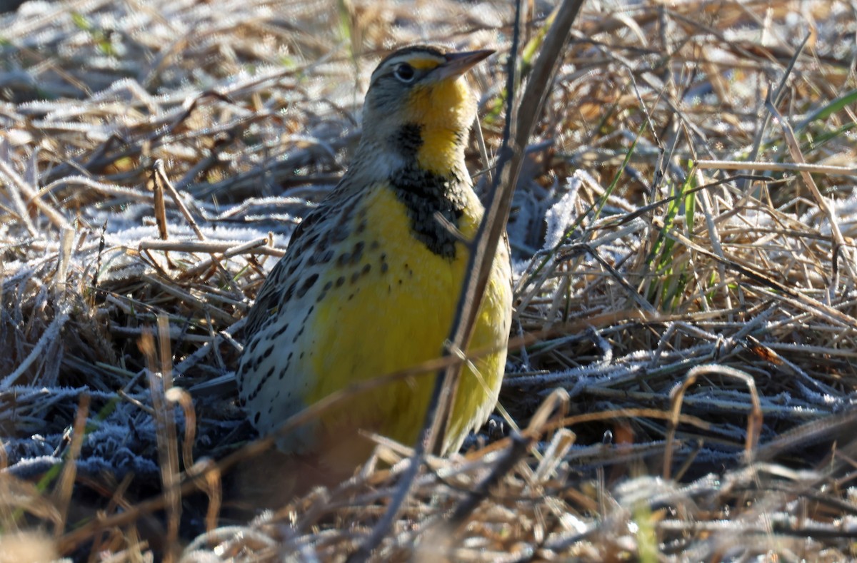 Western Meadowlark - ML620586782