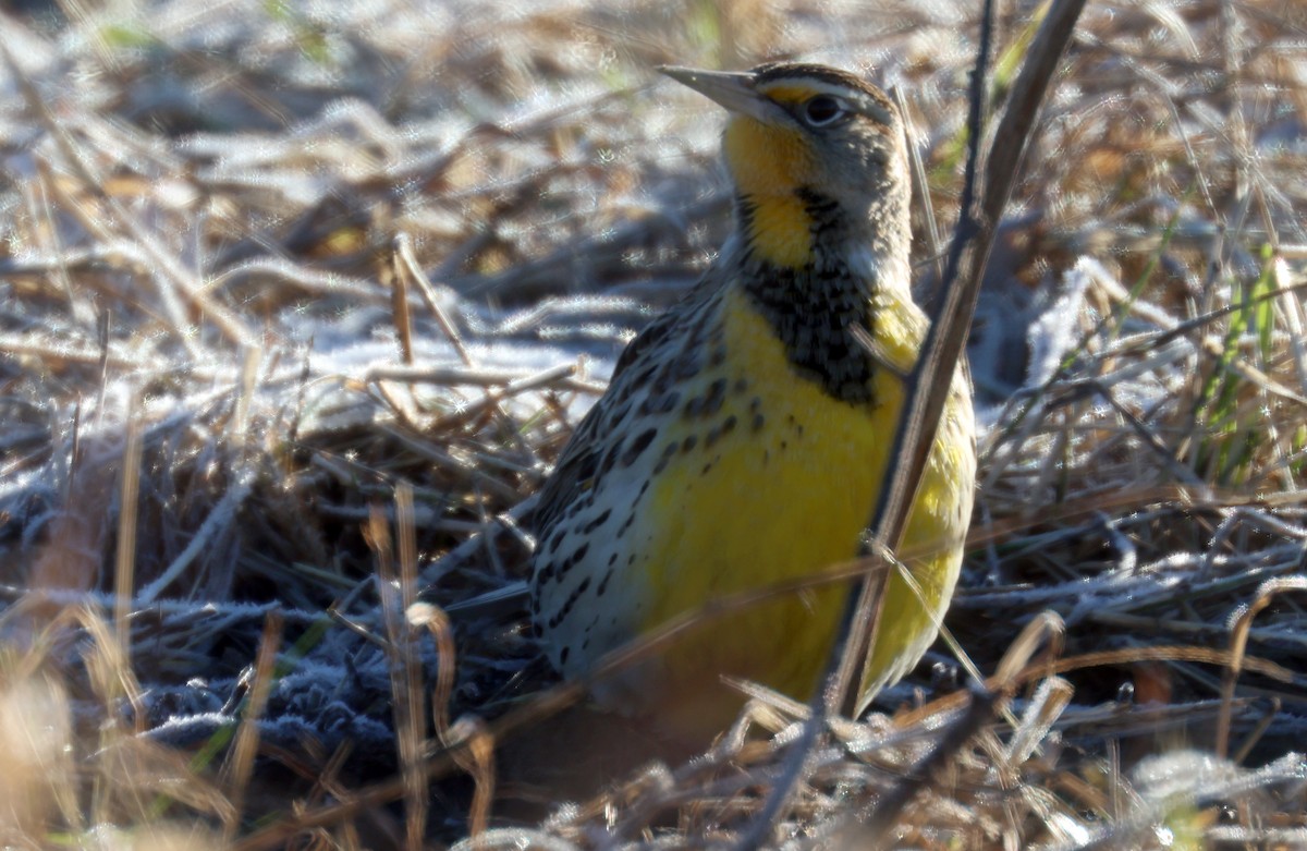 Western Meadowlark - ML620586783