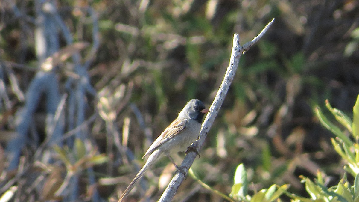 Black-chinned Sparrow - ML620586784