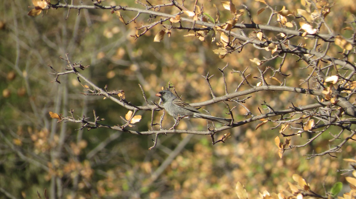 Black-chinned Sparrow - ML620586785