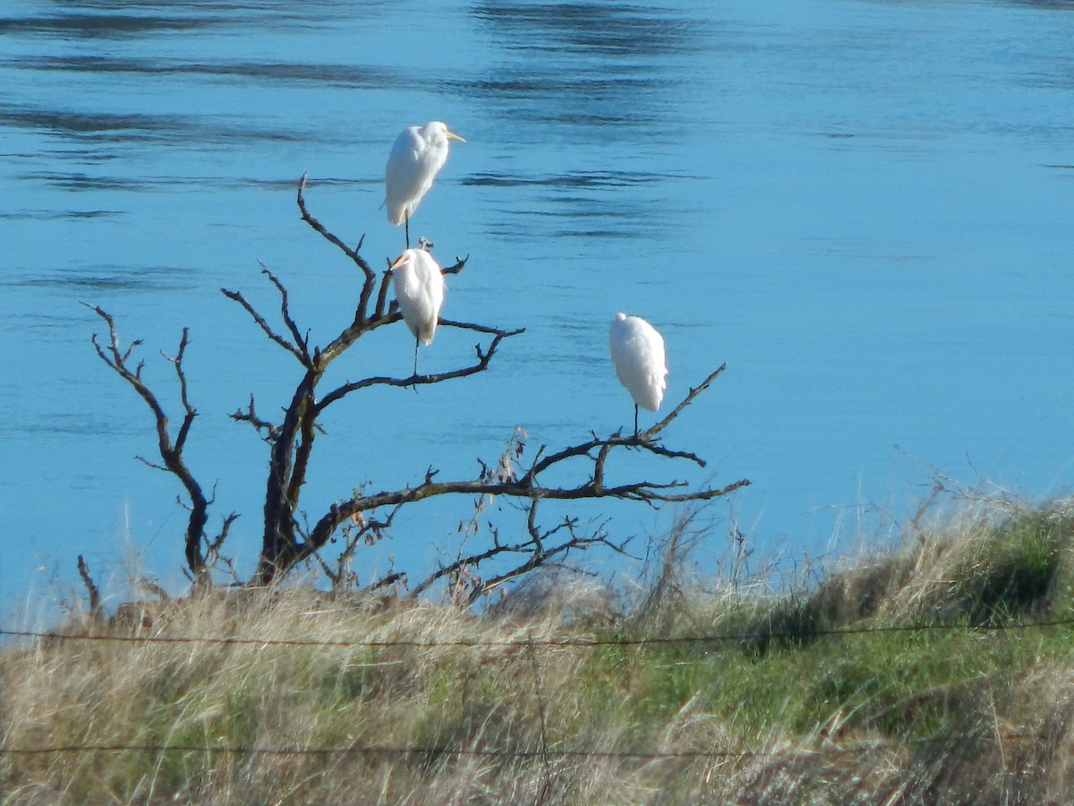 Great Egret - ML620586786