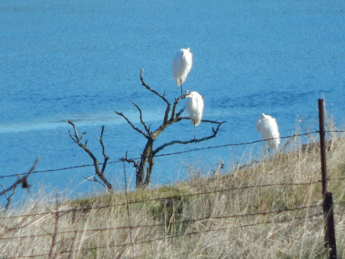 Great Egret - ML620586787