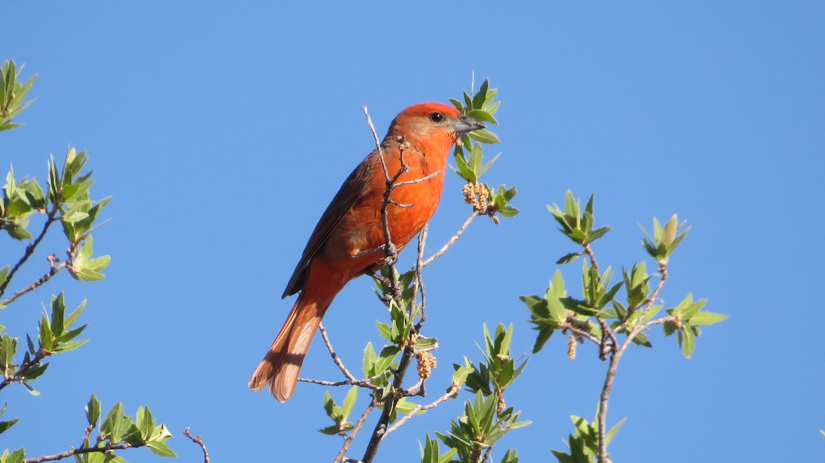 Hepatic Tanager - ML620586792