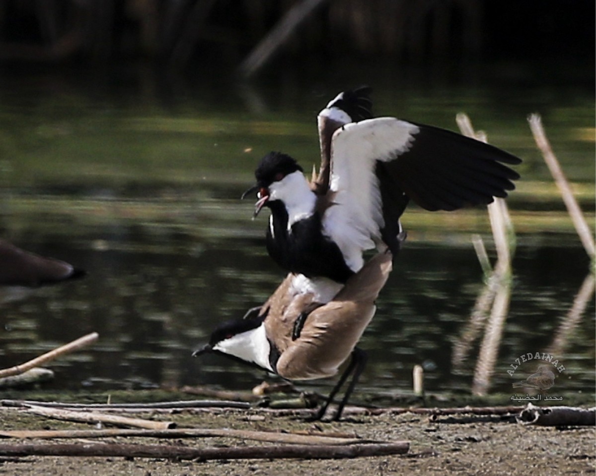 Spur-winged Lapwing - ML620586794